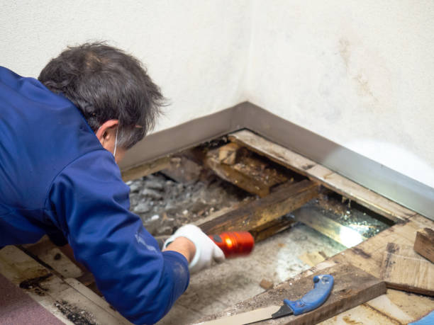 Mold Removal Process in Tybee Island, GA