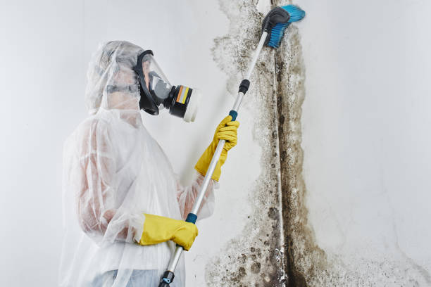 Best Crawl Space Mold Removal  in Tybee Island, GA
