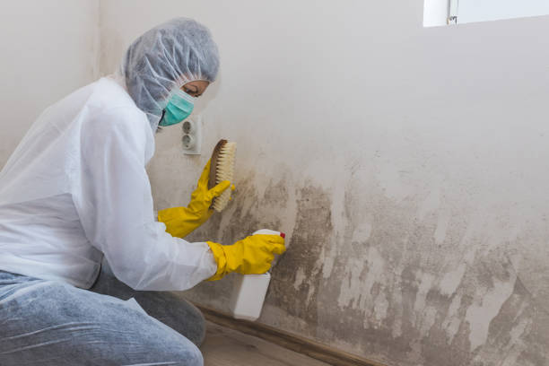 Best Toxic Mold Removal  in Tybee Island, GA