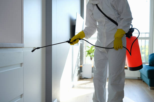 Attic Mold Removal in Tybee Island, GA