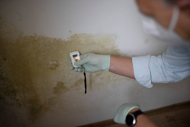 Best Black Mold Removal  in Tybee Island, GA