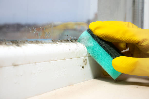 Best Mold Testing  in Tybee Island, GA