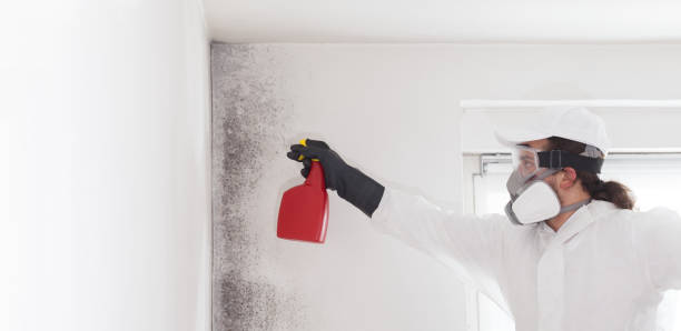 Best Mold Damage Repair  in Tybee Island, GA