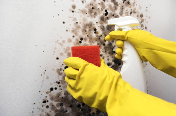 Best Office Mold Removal Services  in Tybee Island, GA